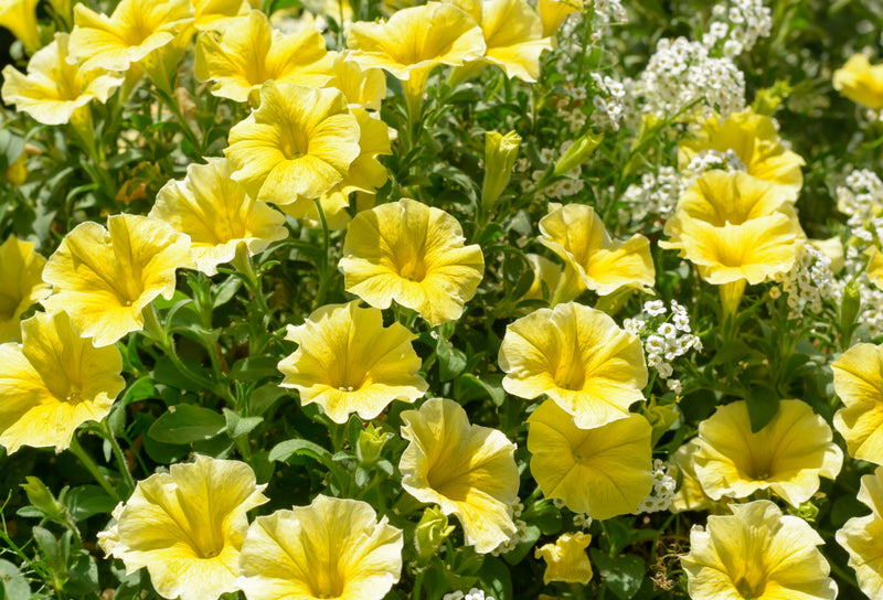 Light Yellow Petunia Seeds for Planting  Annual Blooms