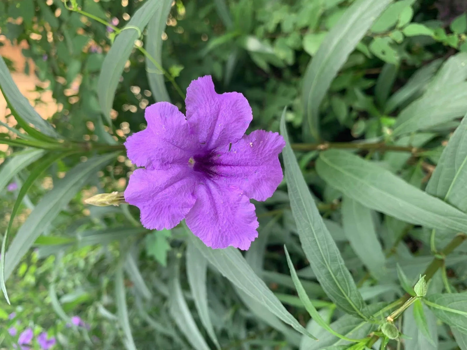 Mexican Pansy Flower seeds for Planting Bright Blooms Heirloom & GMO Free Seeds for Home Garden