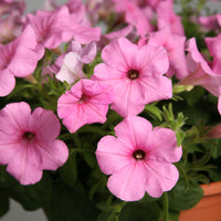 Pink & White Petunia Flower seeds for Planting Wildflower Mix Heirloom & GMO Free Seeds for Home Garden 
 
 Sale