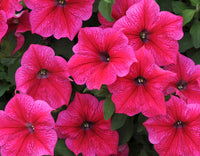Cerise Pink Petunia Flower seeds for Planting - Seasonal Bloomer, Heirloom & GMO Free Seeds for Home Garden
