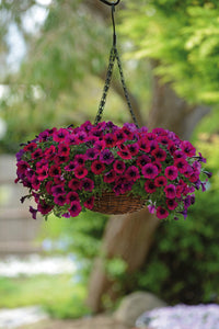 Dark Pink Petunia Flower Seeds For Bold Planting
