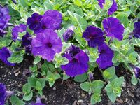 Blue Petunia Wave Flower seeds for Planting - Perfect for Borders, Heirloom & GMO Free Seeds for Home Garden