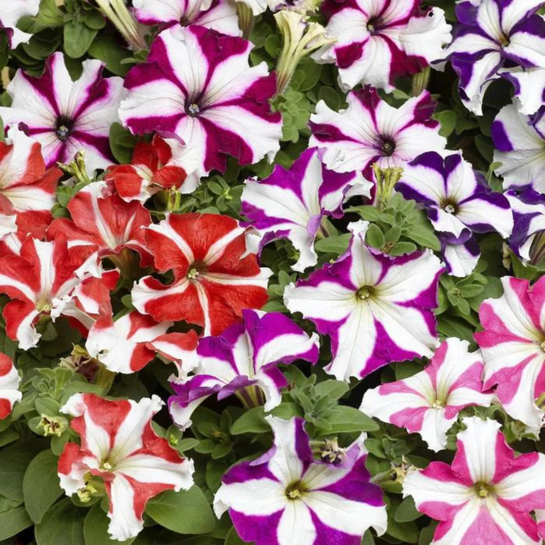 Tango Mixed Flower Seeds for Planting