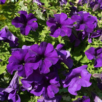 Yellow Violet Petunia Flower seeds for Planting - Seasonal Bloomer, Heirloom & GMO Free Seeds for Home Garden