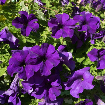 Yellow Violet Petunia Flower seeds for Planting - Seasonal Bloomer, Heirloom & GMO Free Seeds for Home Garden
