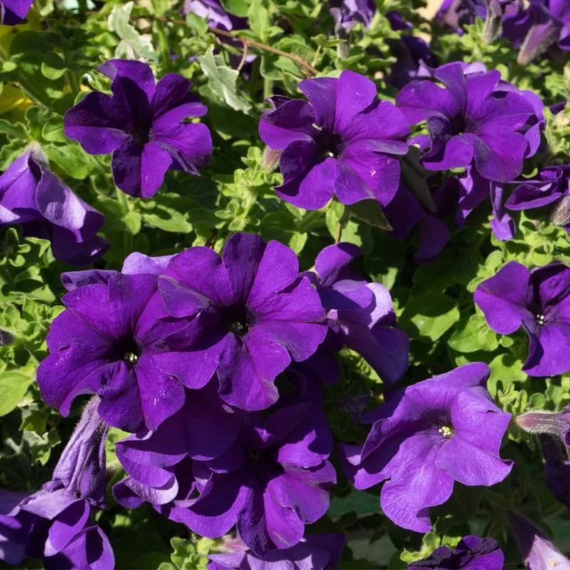 Yellow Violet Petunia Flower seeds for Planting - Seasonal Bloomer, Heirloom & GMO Free Seeds for Home Garden