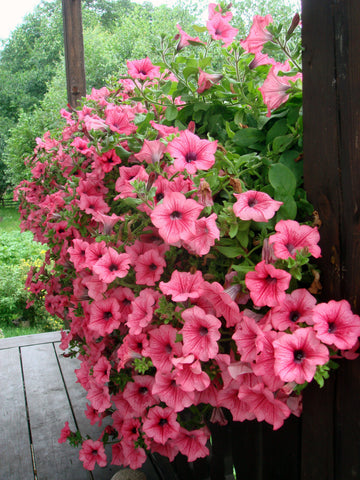Ornamental Flower seeds for Planting Cut Flower Favorite Heirloom & GMO Free Seeds for Home Garden