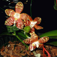 White Brown Phalaenopsis Orchid Seeds Flower seeds for Planting - Garden Favorite, Heirloom & GMO Free Seeds for Home Garden