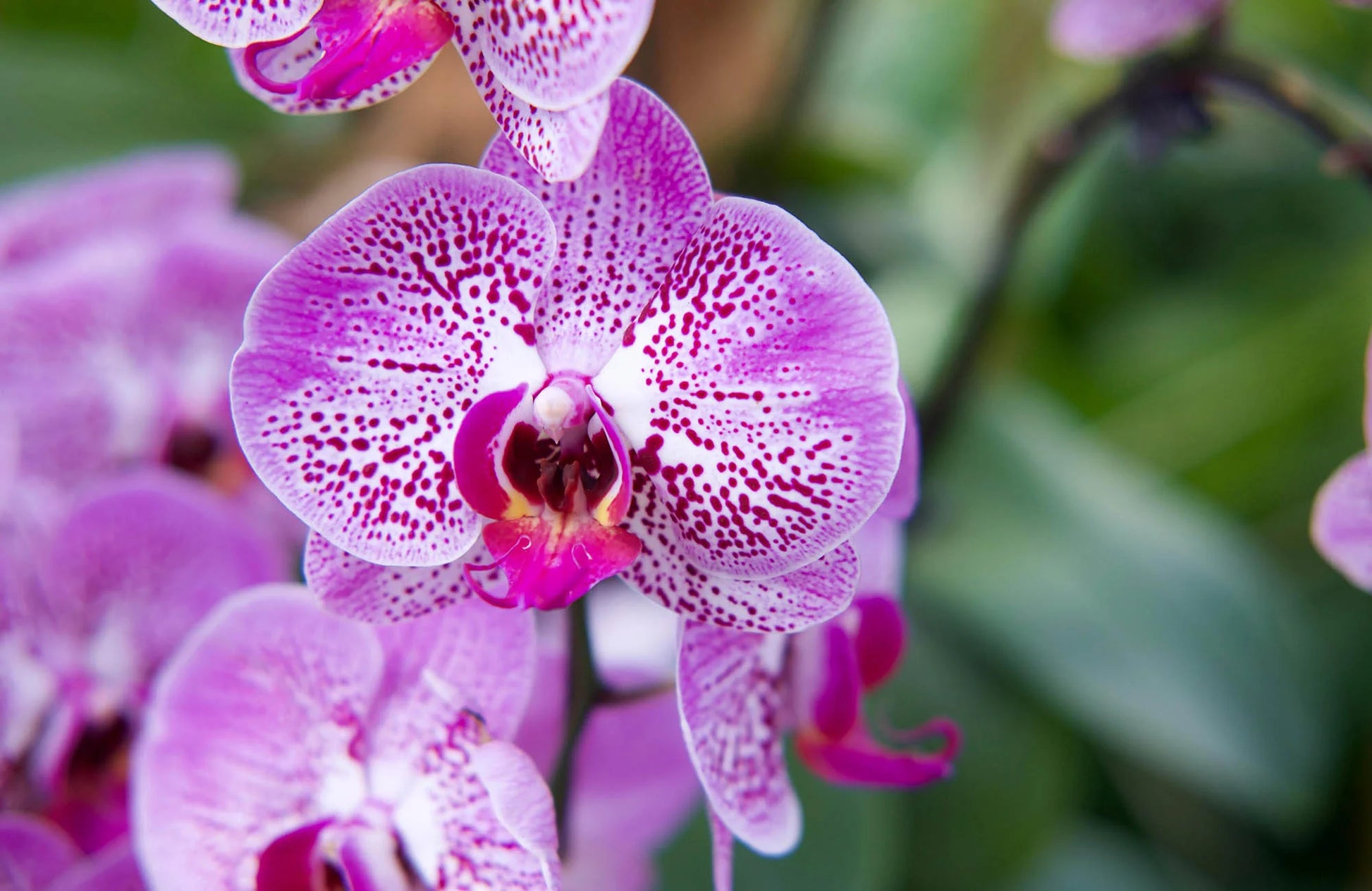 Phalaenopsis Orchid Flower seeds for Planting Cut Flower Favorite Heirloom & GMO Free Seeds for Home Garden