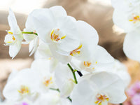 White Phalaenopsis Orchids Seeds Flower seeds for Planting All Season Planting Heirloom & GMO Free Seeds For Home Garden 
 
 Sale