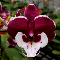 Marron Phalaenopsis Orchid Flower seeds for Planting Easy to Grow Heirloom & GMO Free Seeds for Home Garden 
 
 Sale