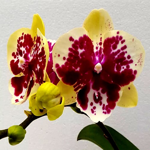 Yellow & Purple Phalaenopsis Orchid Flower seeds for Planting Hardy Variety Heirloom & GMO Free Seeds for Home Garden 
 
 Sale