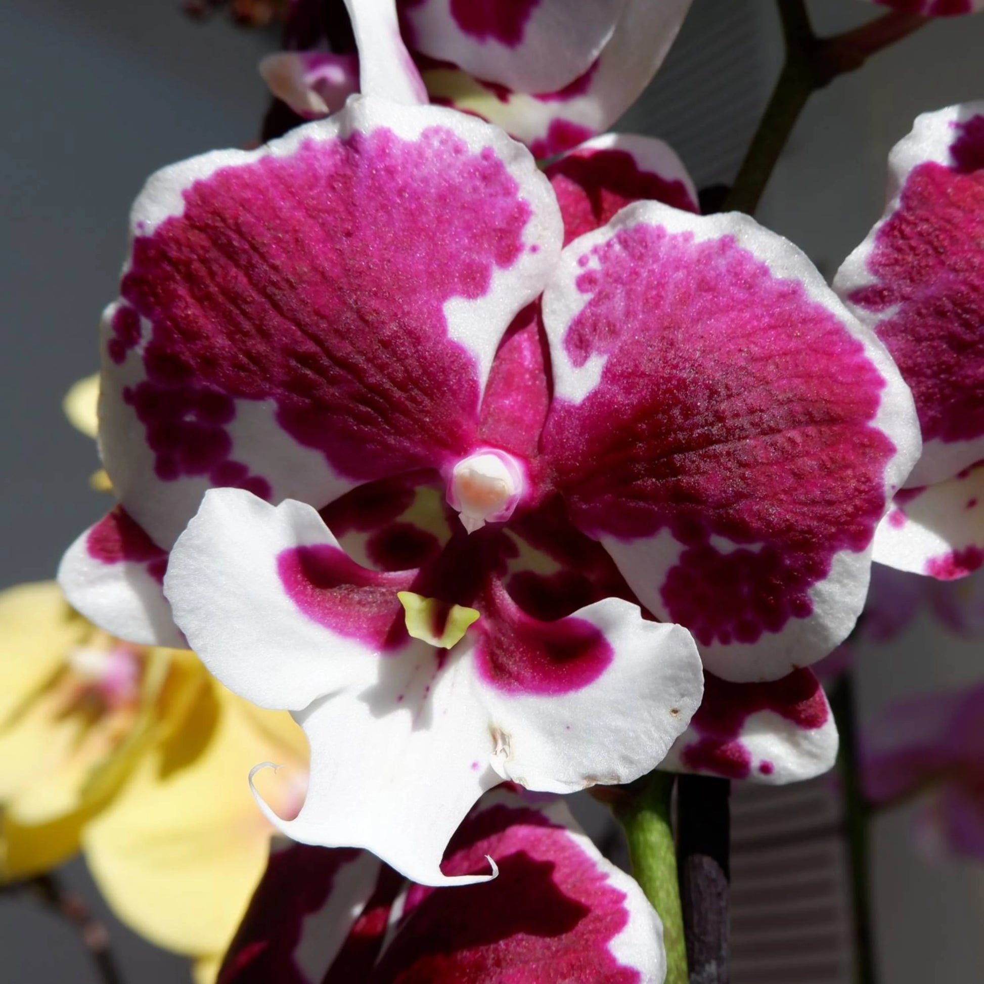 Mixed Phalaenopsis Orchid Flower seeds for Planting - Colorful Display, Heirloom & GMO Free Seeds for Home Garden