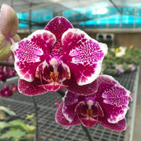 Burgundy White Phalaenopsis Orchids Seeds Flower seeds for Planting Garden Essential Heirloom & GMO Free Seeds For Home Garden 
 
 Sale