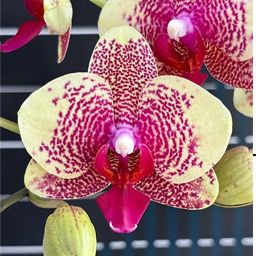 Green Pink Phalaenopsis Orchid Flower seeds for Planting Drought Tolerant Heirloom & GMO Free Seeds for Home Garden 
 
 Sale