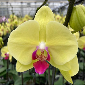 Yellow Phalaenopsis Orchid Flower seeds for Planting - Sun Loving, Heirloom & GMO Free Seeds for Home Garden