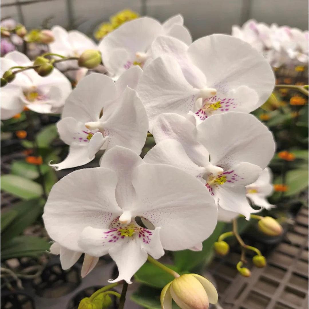White Phalaenopsis Orchid Flower seeds for Planting Fragrant Blossoms Heirloom & GMO Free Seeds for Home Garden