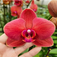 Red Phalaenopsis Orchid Flower Seeds for Planting – Heirloom NonGMO Organic Garden Seeds with High Germination
 
 Sale