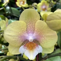 Mixed Phalaenopsis Orchid Flower seeds for Planting - Colorful Display, Heirloom & GMO Free Seeds for Home Garden