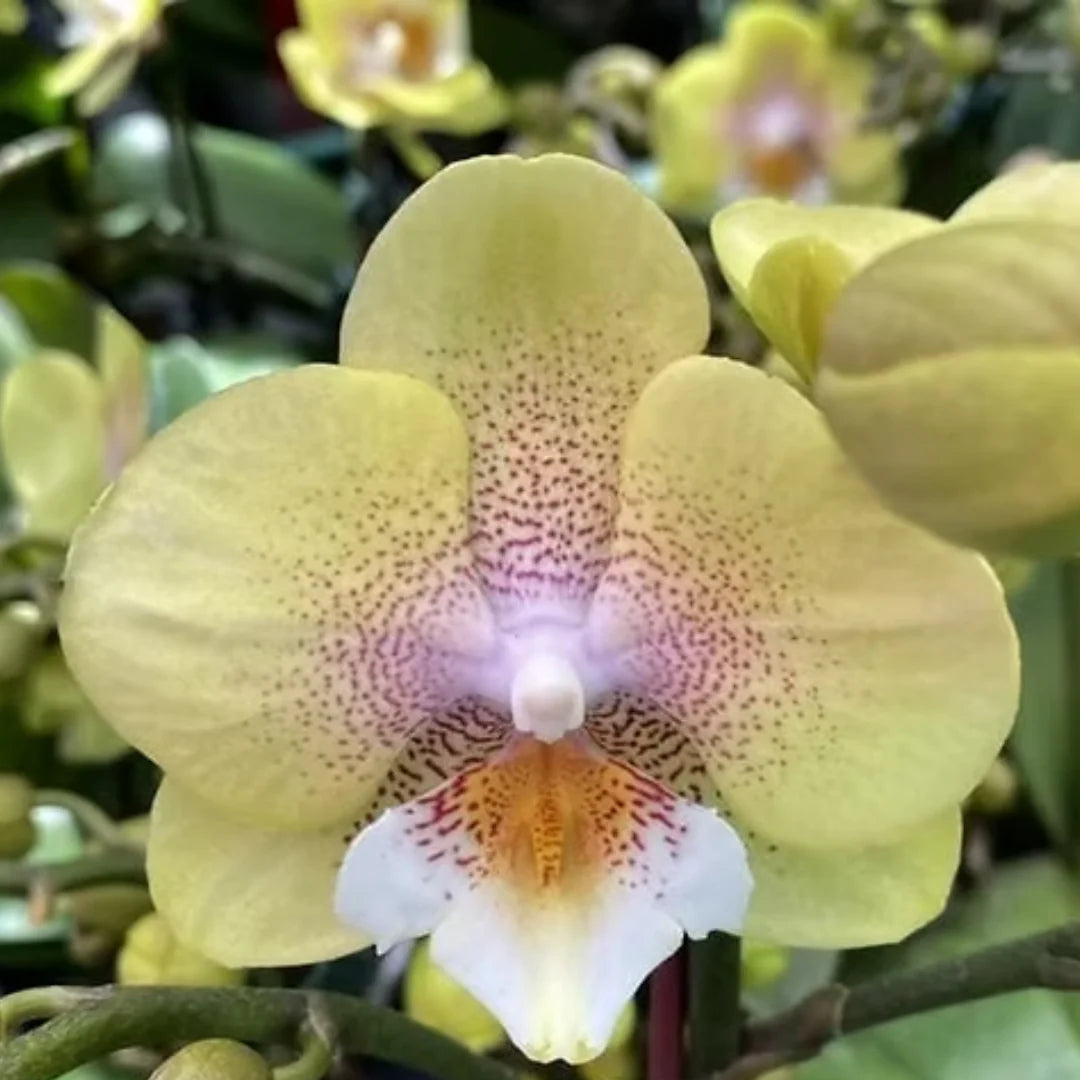 Light Yellow Orchid Flower seeds for Planting - Premium Quality, Heirloom & GMO Free Seeds for Home Garden