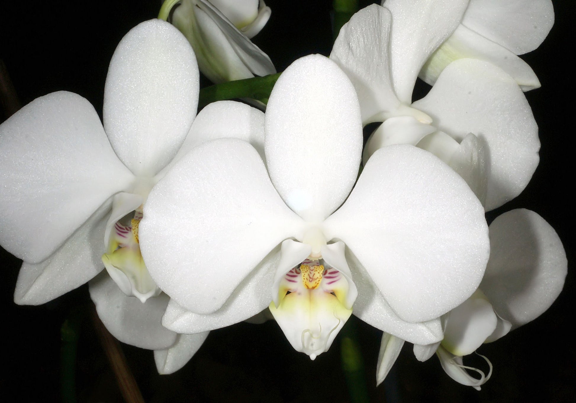 White Purple Phalaenopsis Orchid Flower seeds for Planting - Bright Blooms, Heirloom & GMO Free Seeds for Home Garden