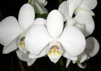 White Purple Phalaenopsis Orchid Flower seeds for Planting - Bright Blooms, Heirloom & GMO Free Seeds for Home Garden