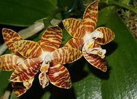 White Brown Phalaenopsis Orchid Seeds Flower seeds for Planting - Garden Favorite, Heirloom & GMO Free Seeds for Home Garden