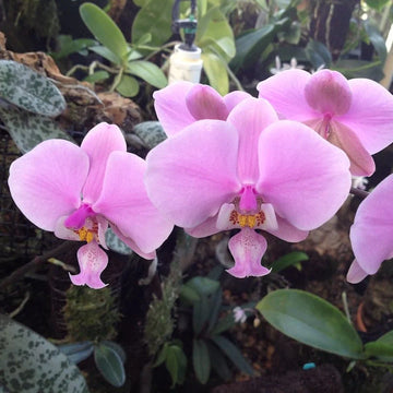 Pink Butterfly Orchid Flower seeds for Planting - Fragrant Blossoms, Heirloom & GMO Free Seeds for Home Garden
