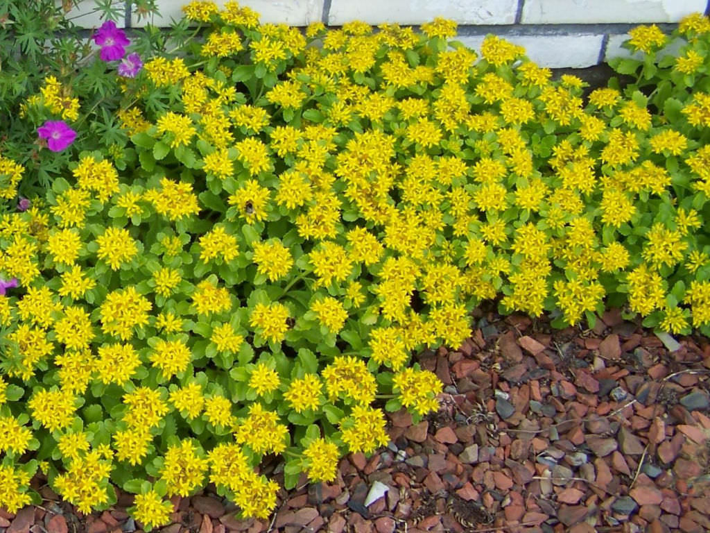 Sedum Golden Carpet Succulent Seeds Flower seeds for Planting Wildflower Mix Heirloom & GMO Free Seeds for Home Garden