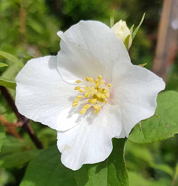 White Philadelphus Coronarius Flower seeds for Planting Easy to Grow Heirloom & GMO Free Seeds for Home Garden 
 
 Sale