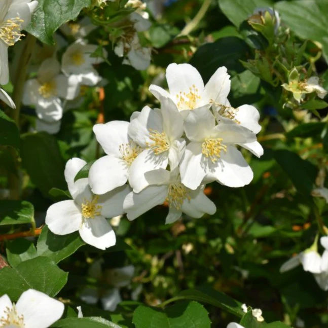 Philadelphus Coronarius Flower seeds for Planting - Perfect for Borders, Heirloom & GMO Free Seeds for Home Garden