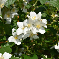 Philadelphus Coronarius Flower seeds for Planting - Perfect for Borders, Heirloom & GMO Free Seeds for Home Garden