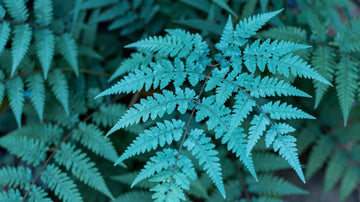 Sky Blue Fern for Planting Seasonal Bloomer Heirloom & GMO Free Seeds for Home Garden
 
 Sale