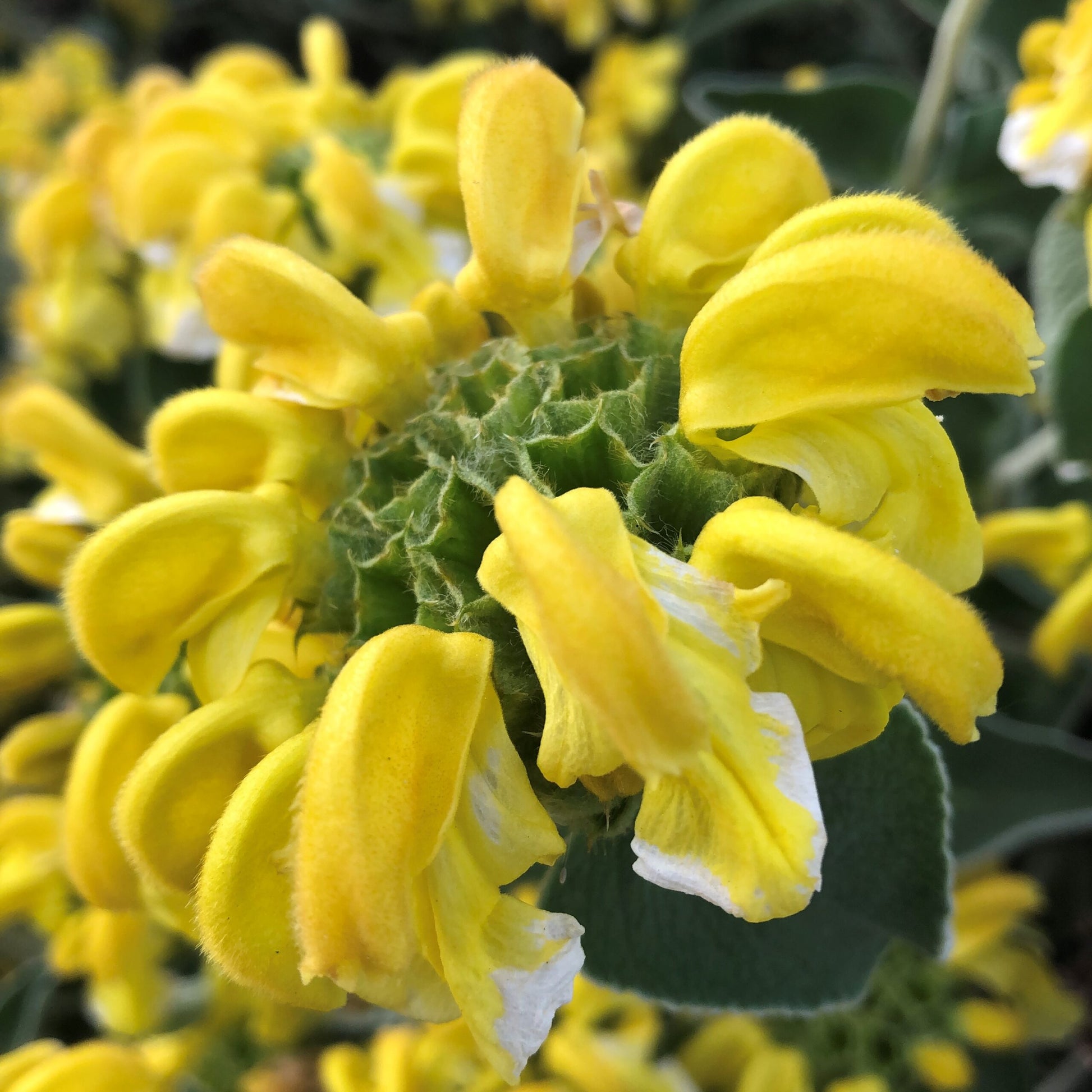 Jerusalem Sage Yellow Flower Seeds for Planting  Vibrant and Aromatic Blooms