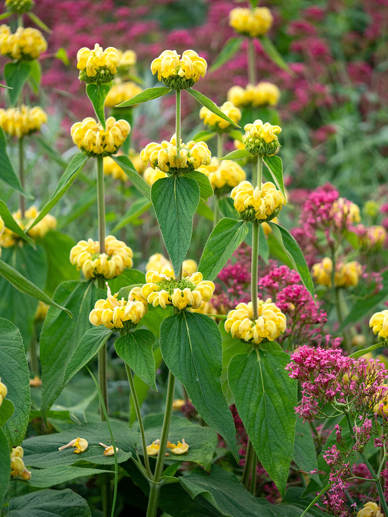 Jerusalem Sage Yellow Flower Seeds for Planting  Vibrant and Aromatic Blooms