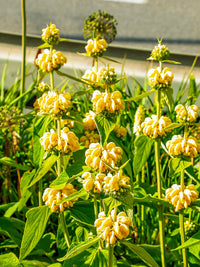 Sage Jerusalem Flower seeds for Planting Perfect for Borders Heirloom & GMO Free Seeds for Home Garden 
 
 Sale