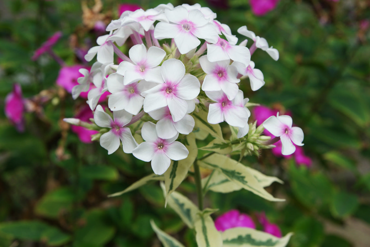 White-Pink Nora Leigh Flower seeds for Planting - Long Bloom Season, Heirloom & GMO Free Seeds for Home Garden