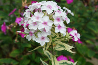 White-Pink Nora Leigh Flower seeds for Planting - Long Bloom Season, Heirloom & GMO Free Seeds for Home Garden