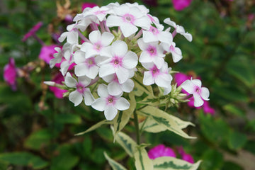 White-Pink Nora Leigh Flower seeds for Planting - Long Bloom Season, Heirloom & GMO Free Seeds for Home Garden