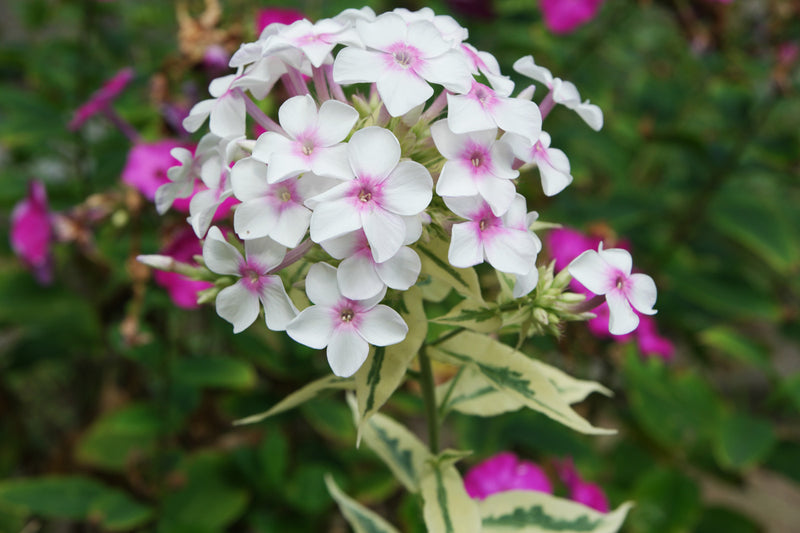 White-Pink Nora Leigh Flower seeds for Planting - Long Bloom Season, Heirloom & GMO Free Seeds for Home Garden
