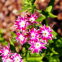 Mixed Twinkle Star Flower seeds for Planting - Fragrant Blossoms, Heirloom & GMO Free Seeds for Home Garden