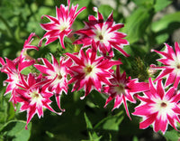Drummondii Flower seeds for Planting - Long Bloom Season, Heirloom & GMO Free Seeds for Home Garden
