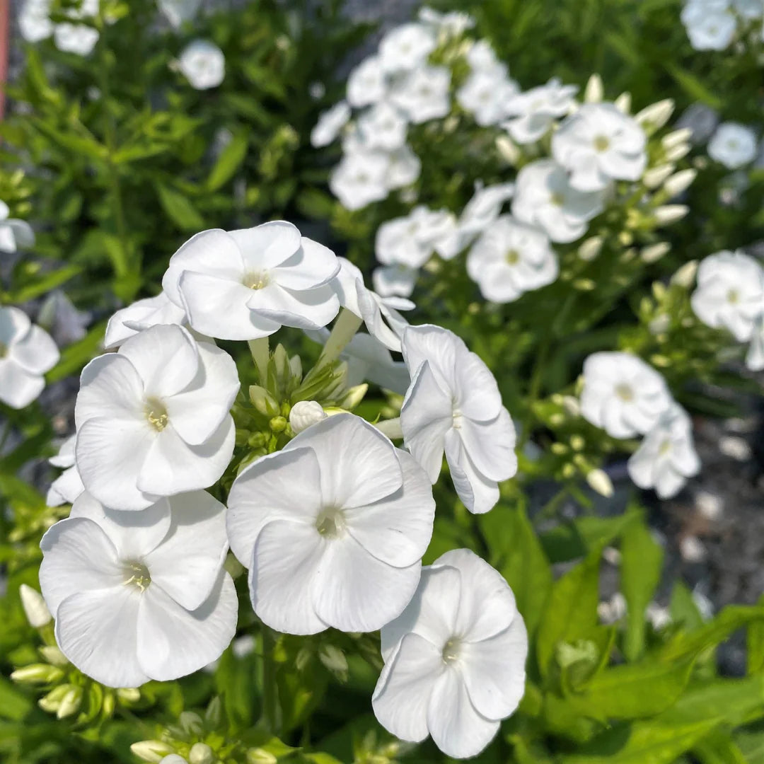 Bright White Phlox Phlox paniculata Seeds for Planting home garden pollinator zone
