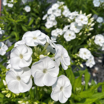 Bright White Phlox Phlox paniculata Seeds for Planting home garden pollinator zone