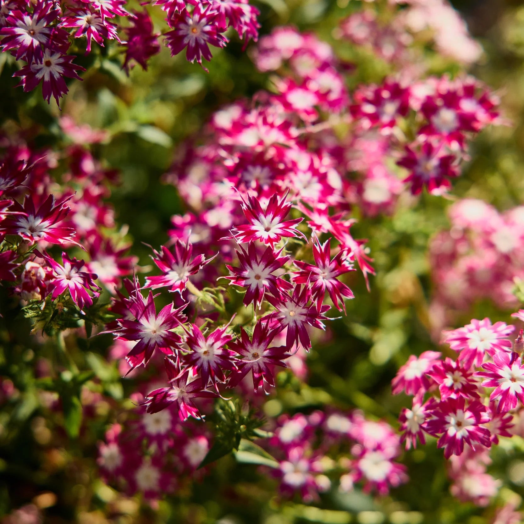 Mixed Twinkle Star Flower seeds for Planting - Fragrant Blossoms, Heirloom & GMO Free Seeds for Home Garden
