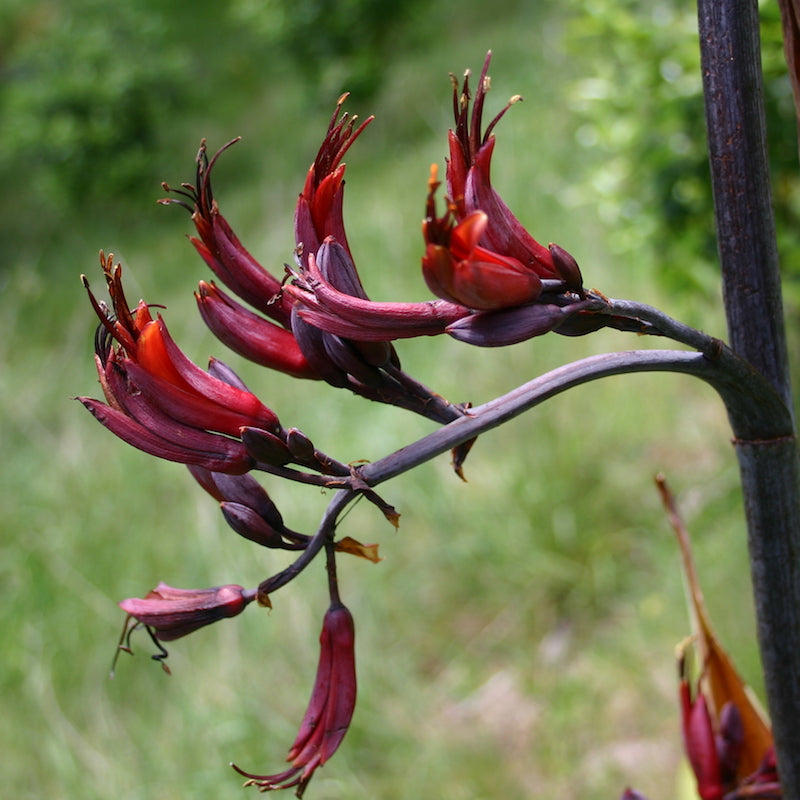 Red Phormium Flower seeds for Planting - Premium Quality, Heirloom & GMO Free Seeds for Home Garden