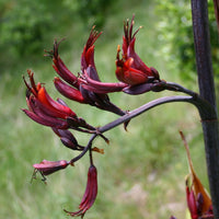 Red Phormium Flower seeds for Planting - Premium Quality, Heirloom & GMO Free Seeds for Home Garden