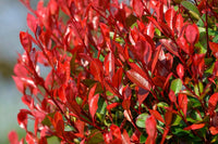 Photinia Serrulata Flower seeds for Planting - Cut Flower Favorite, Heirloom & GMO Free Seeds for Home Garden
