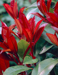 Red Photinia Robin Flower seeds for Planting - Drought Tolerant, Heirloom & GMO Free Seeds for Home Garden