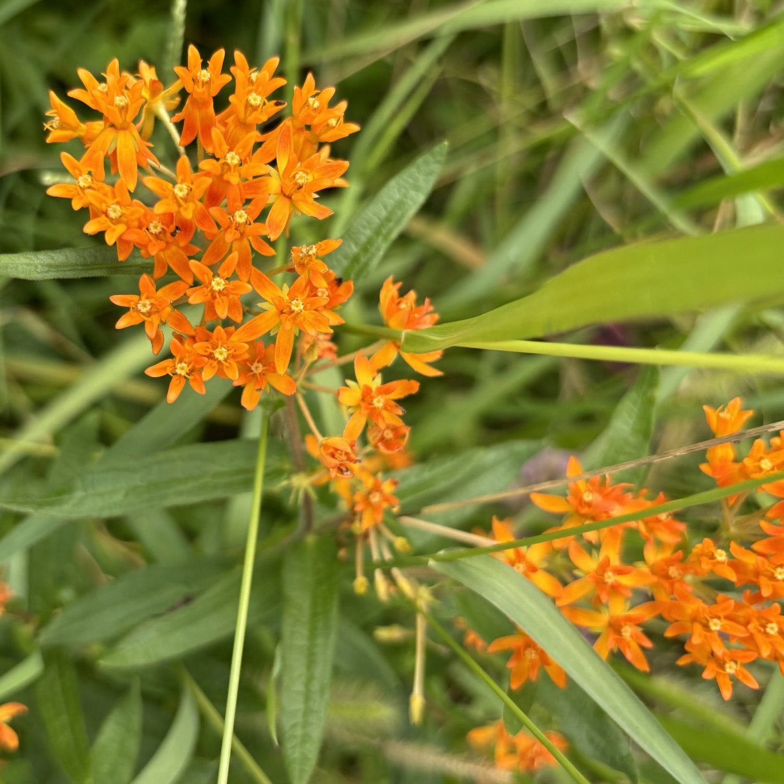 Asclepias Flower seeds for Planting Drought Tolerant Heirloom & GMO Free Seeds for Home Garden